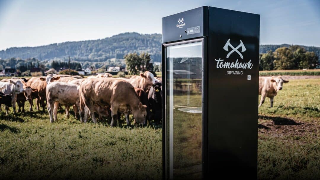Tomahawk Reifeschrank auf Weide mit Kühen